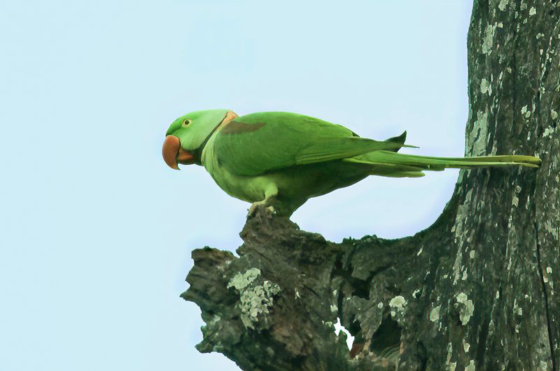 Alexandrine Parakeet