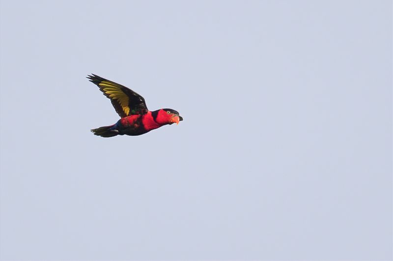 Black-capped Lory