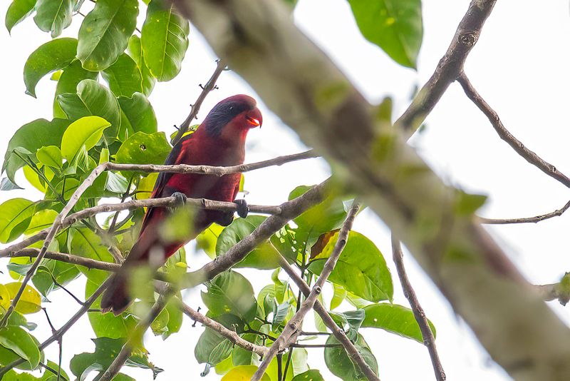 Black-winged Lory