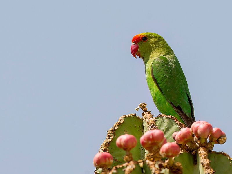 Black-winged Lovebird