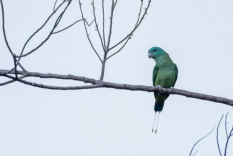 Blue-headed Racket-tail