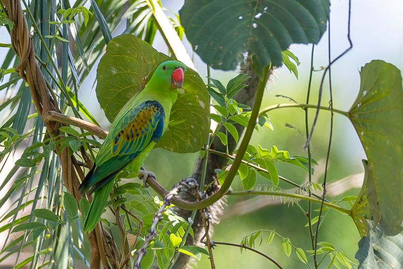 Blue-naped Parrot