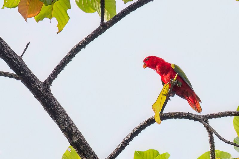 Chattering Lory