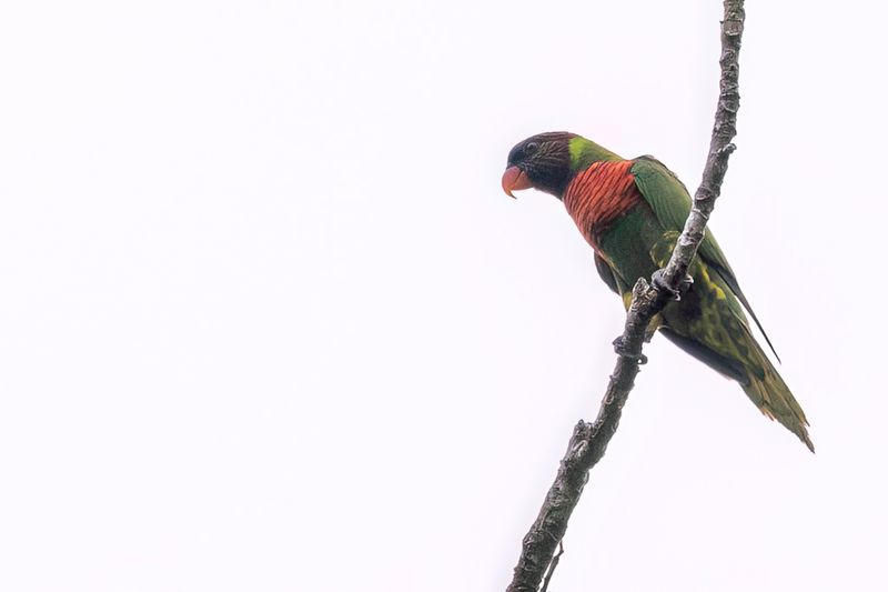 Coconut Lorikeet
