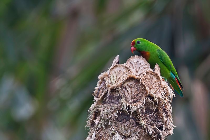Philippine hanging parrot