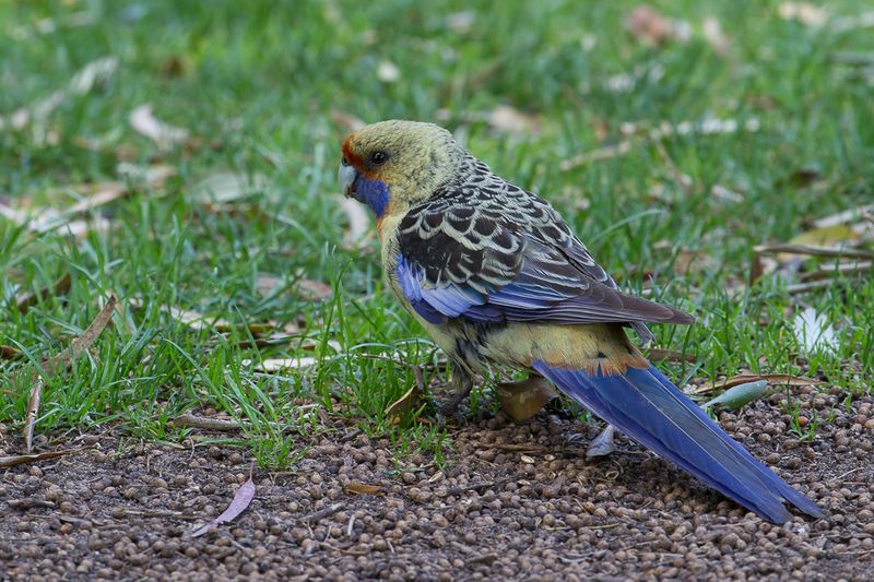 Crimson (Adelaide) Rosella