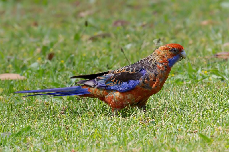 Crimson Rosella