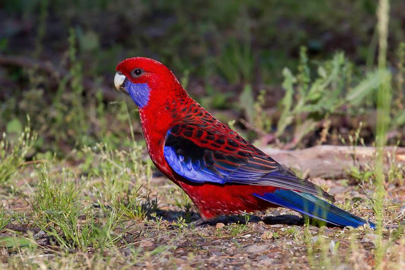 Crimson Rosella