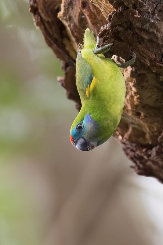 Double-eyed Fig Parrot (m)