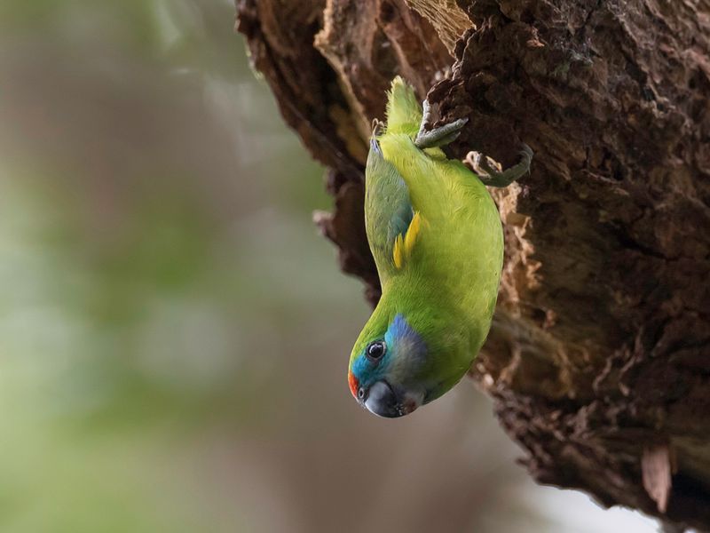 Double-eyed Fig Parrot (m)