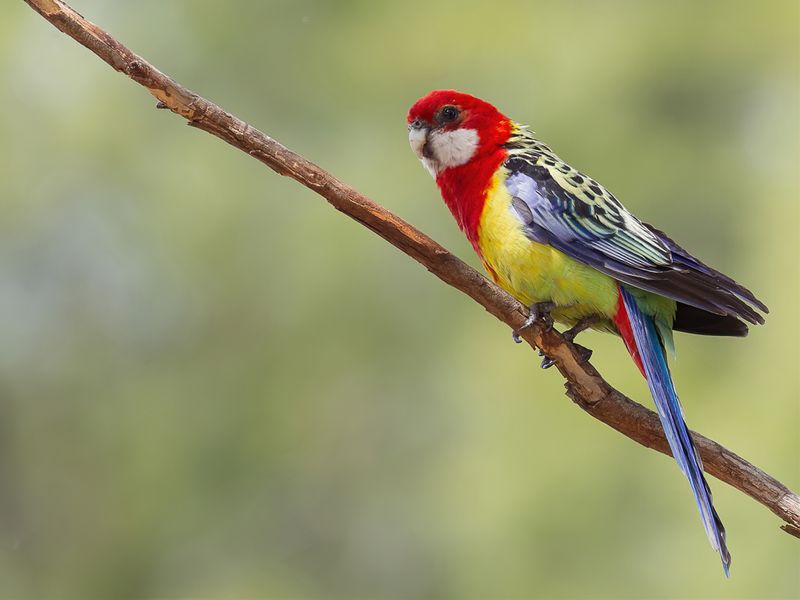 Eastern Rosella