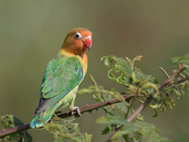 Fischer's Lovebird