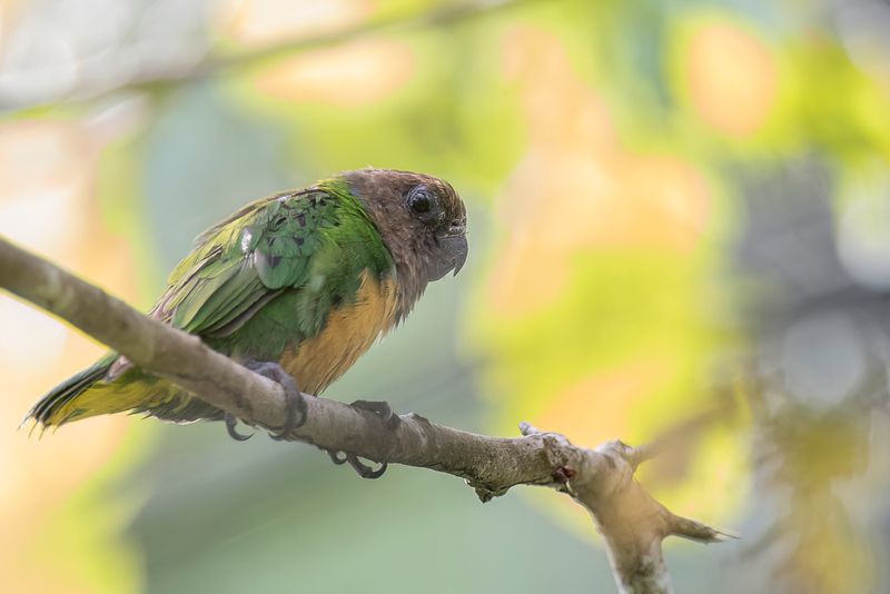 Geelvink Pygmy Parrot (m)