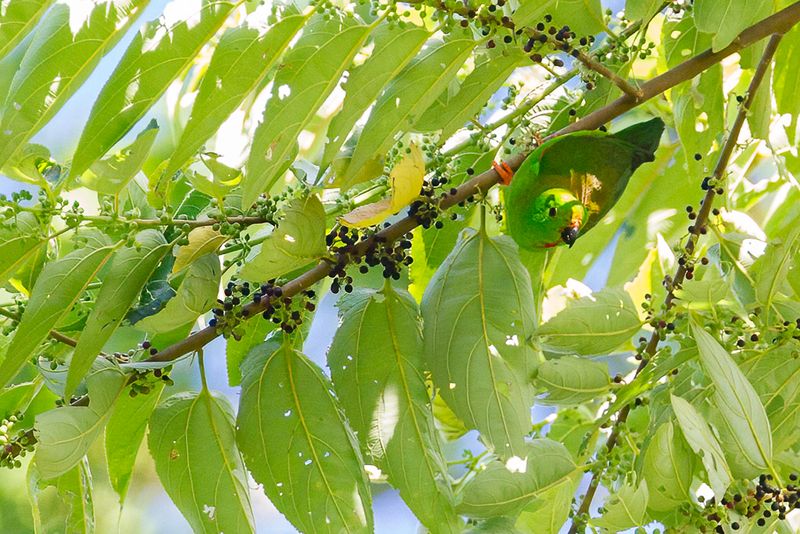 Great Hanging Parrot