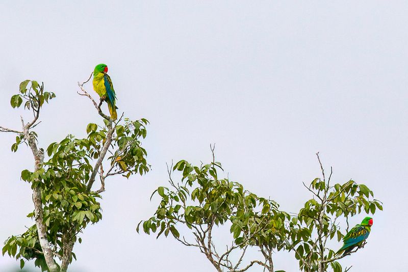 Great-billed Parrot