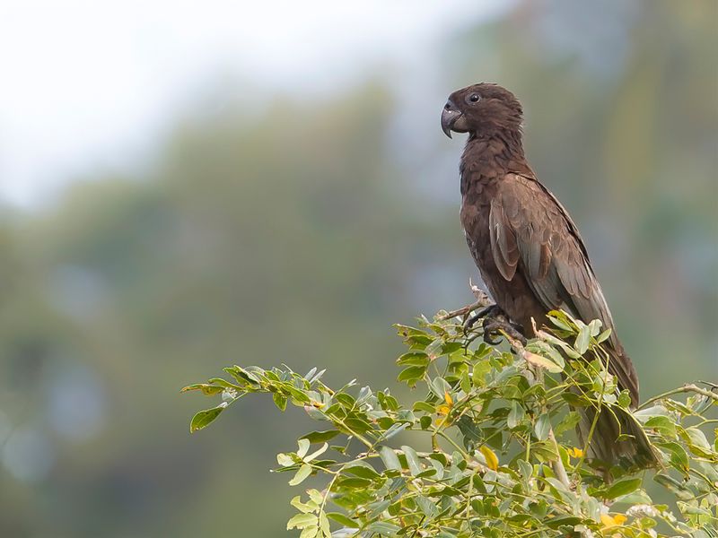 Greater Vasa Parrot