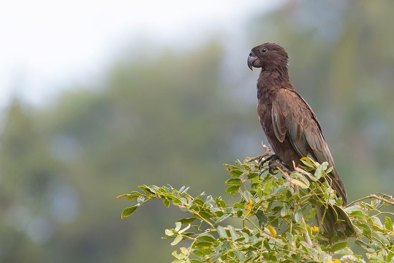 Greater Vasa Parrot