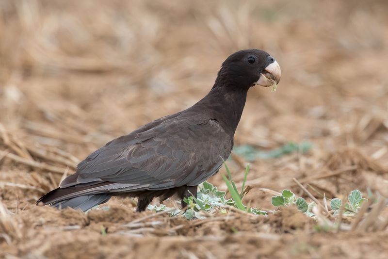 Greater Vasa Parrot