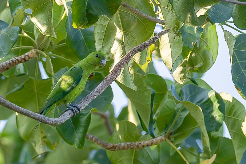 Green Racket-tail