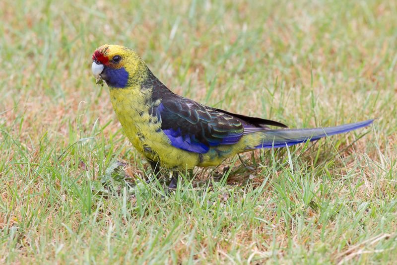 Green Rosella (m)