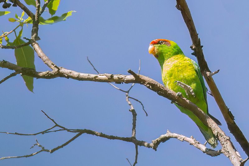 Iris Lorikeet