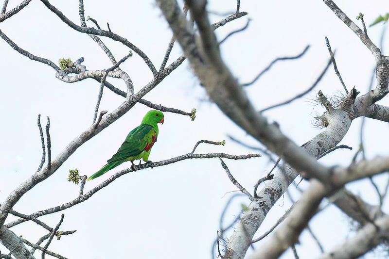 Jonquil Parrot