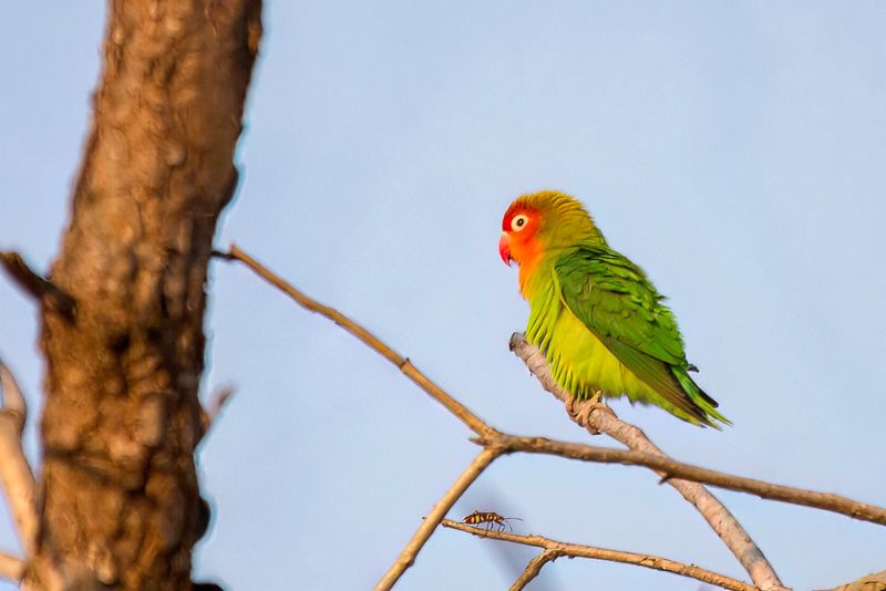 Lilian's Lovebird