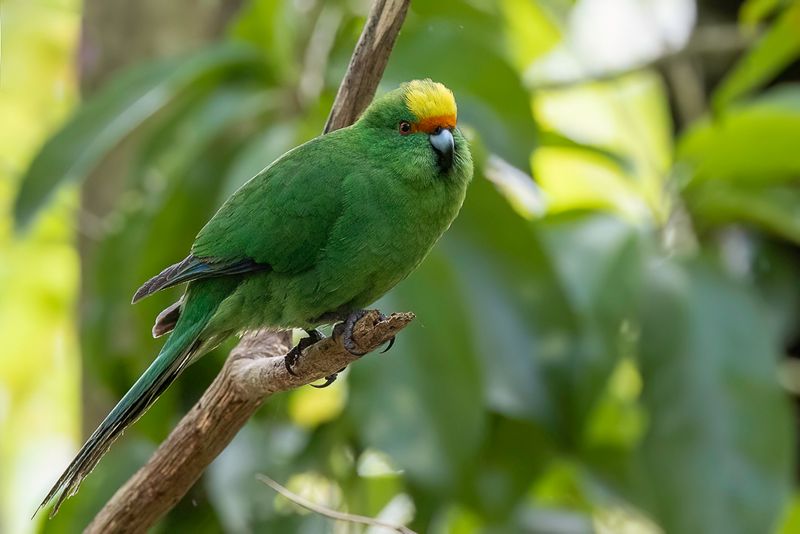 Malherbe's Parakeet