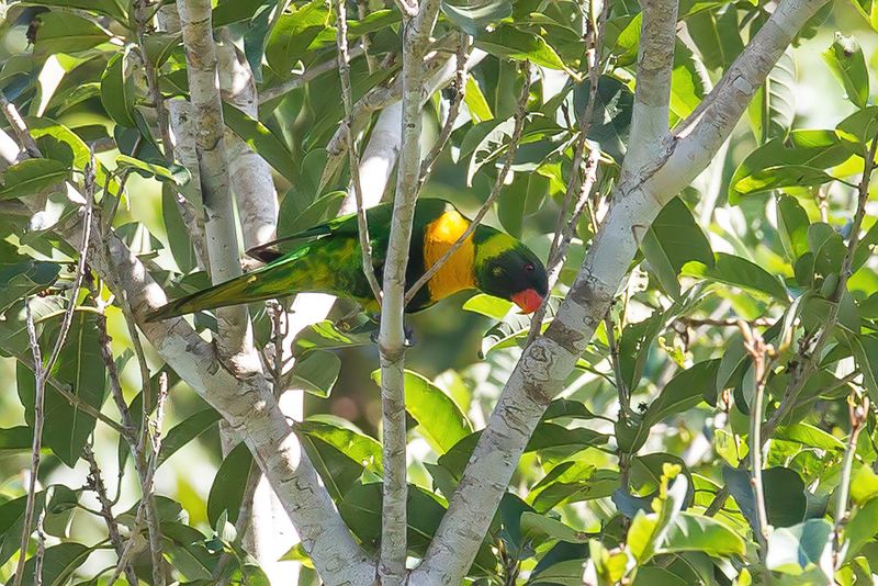 Marigold Lorikeet