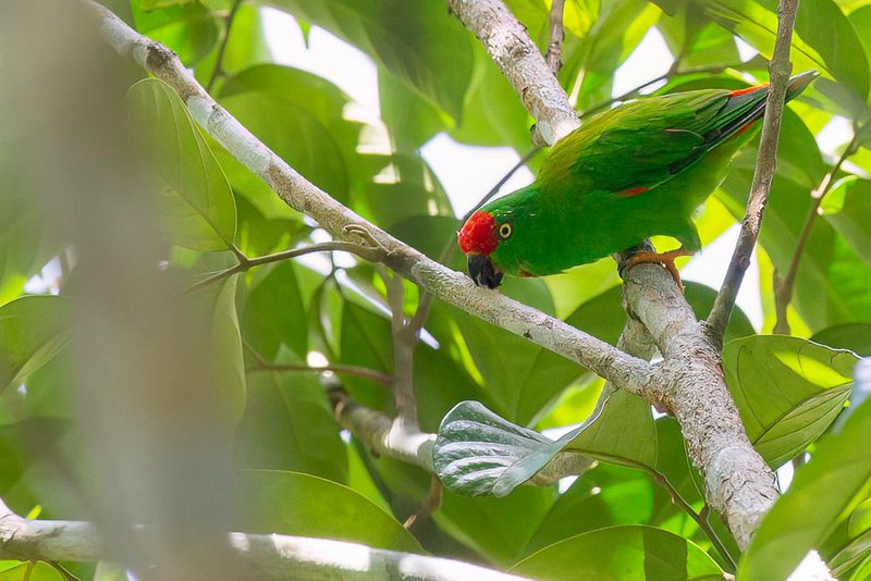 Moluccan Hanging Parrot