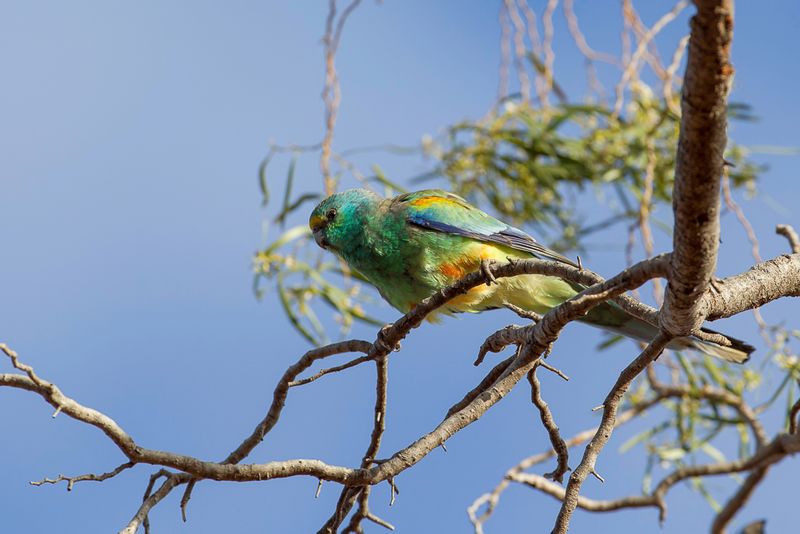 Mulga Parrot