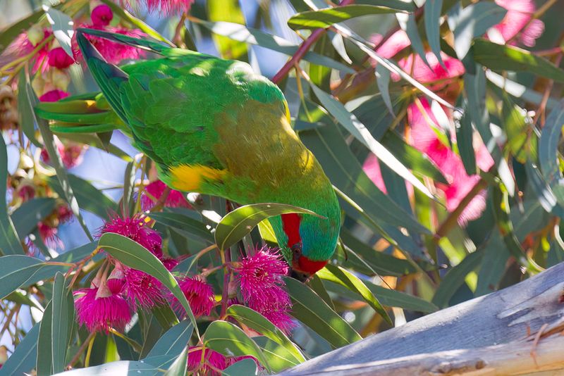 Musk Lorikeet