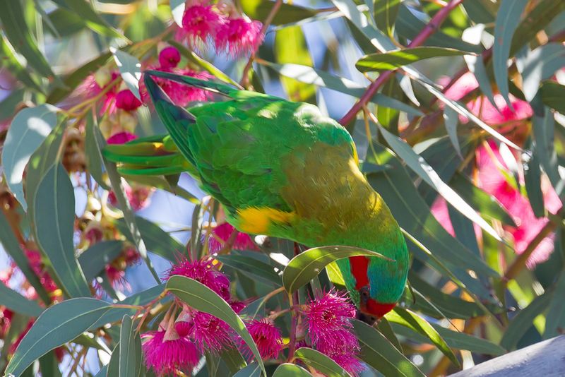 Musk Lorikeet
