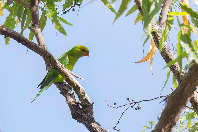 Olive-headed Lorikeet