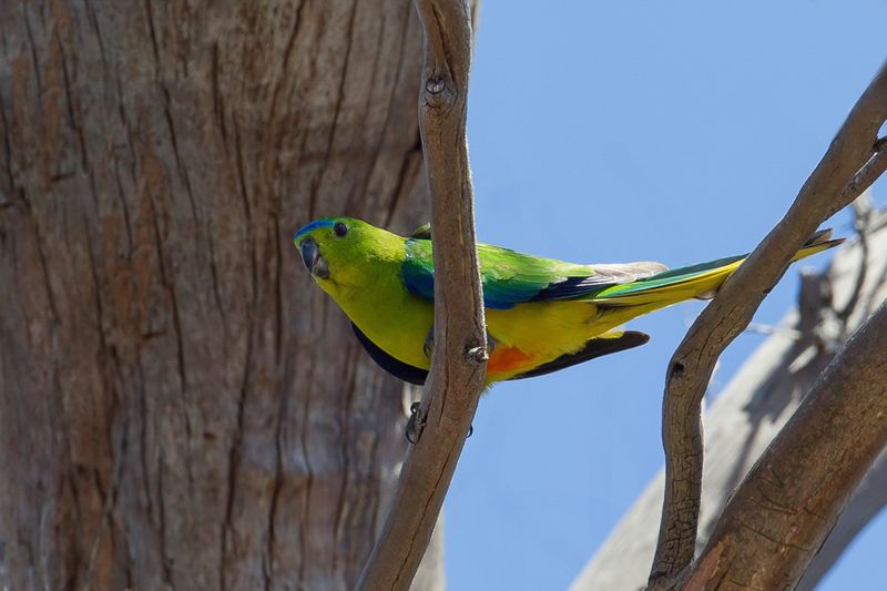 Orange-bellied Parrot (m)