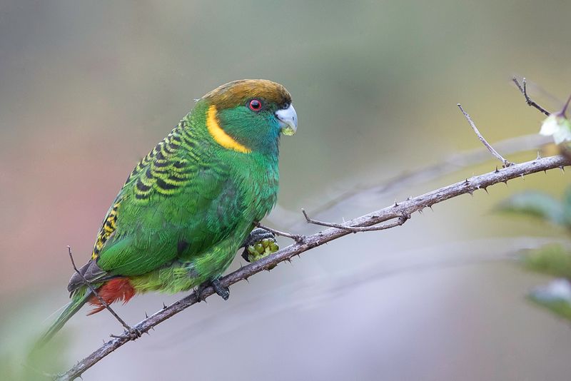 Painted Tiger Parrot