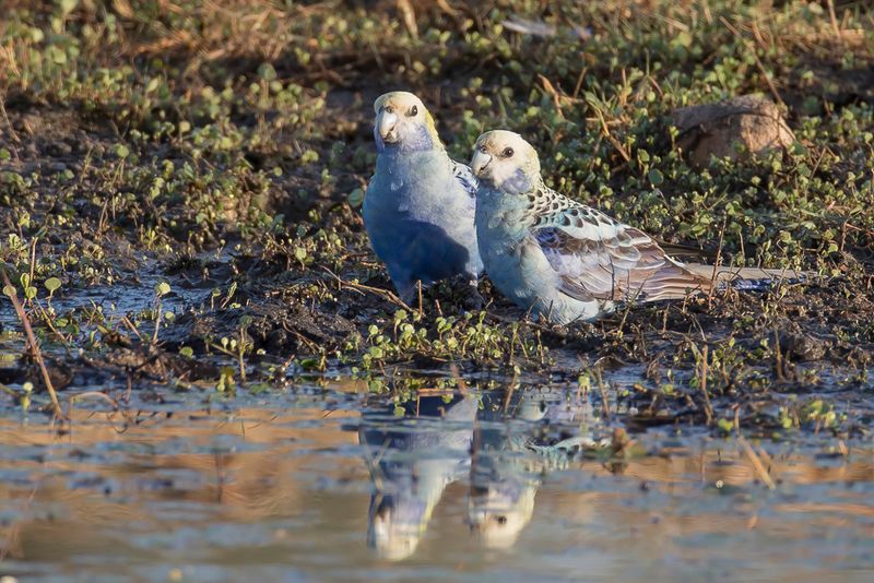 Pale-headed Rosella