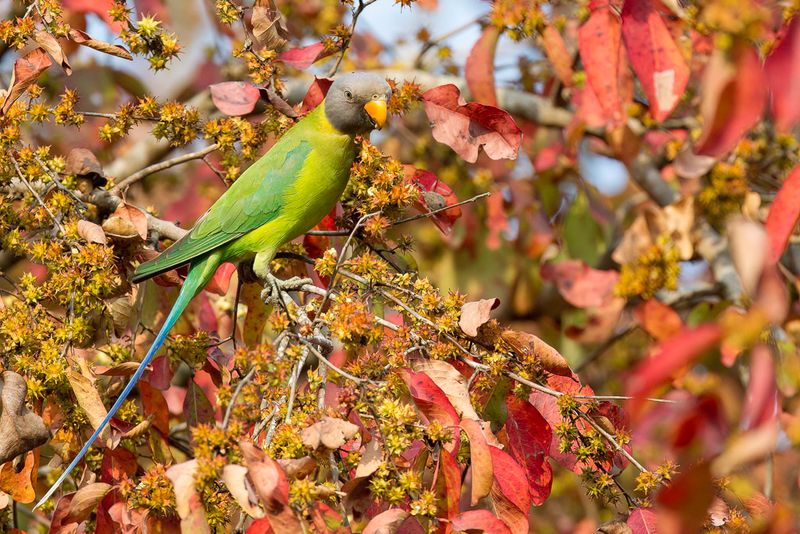 Plum-headed Parakeet