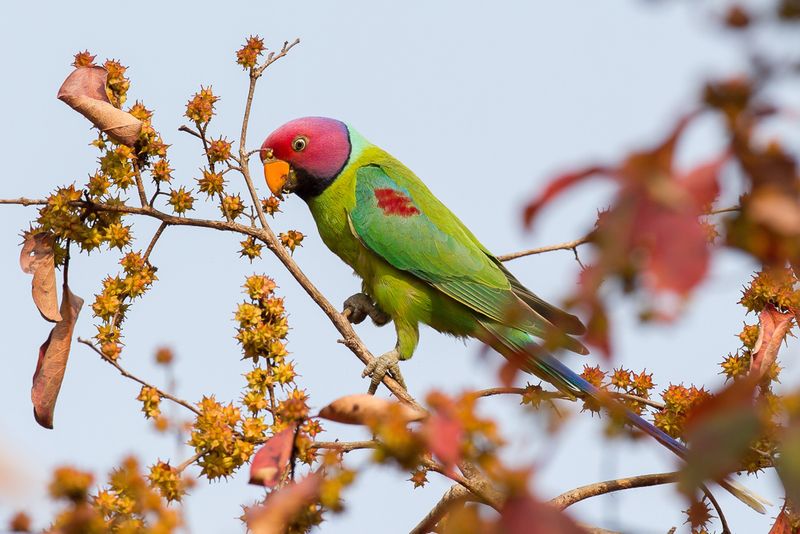 Plum-headed Parakeet (m)
