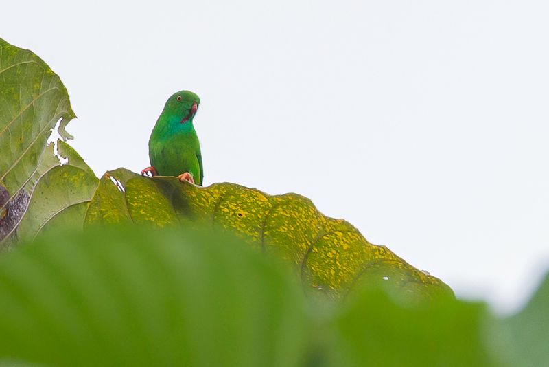 Pygmy Hanging Parrot