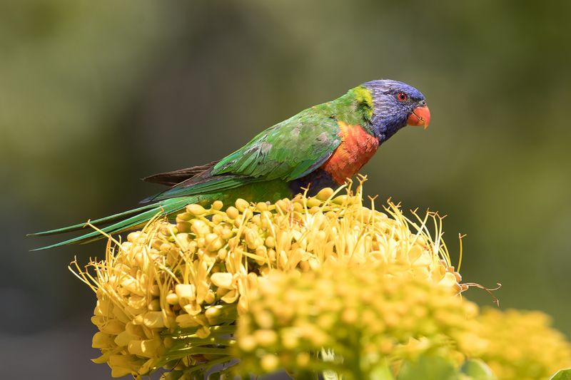 Rainbow Lorikeet