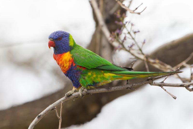 Rainbow Lorikeet