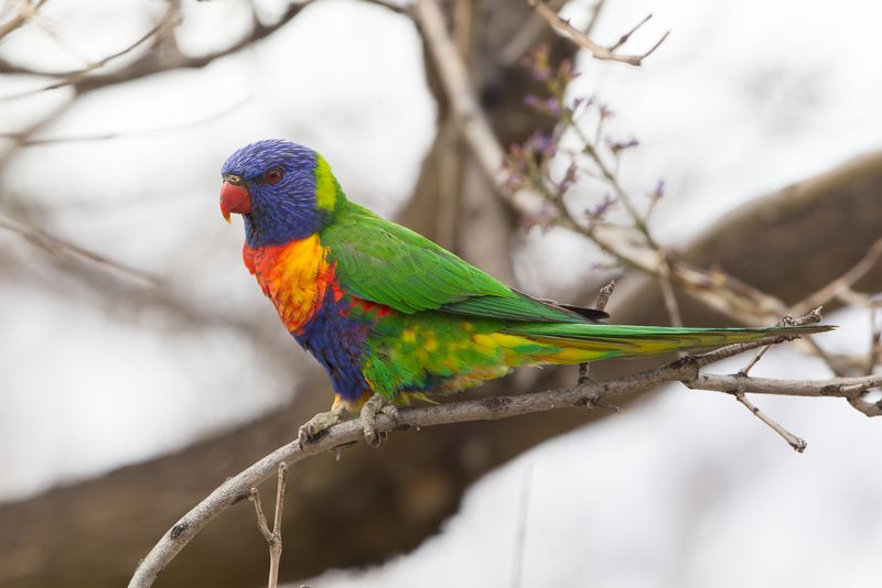 Rainbow Lorikeet