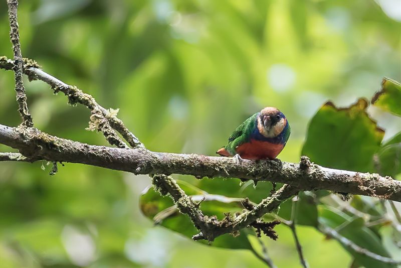 Red-breasted Pygmy Parrot (m)