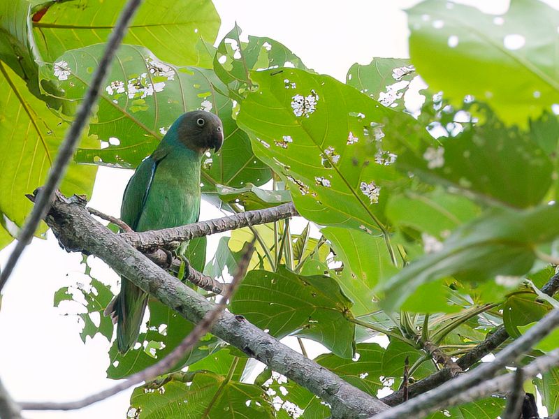 Red-cheeked Parrot (f)