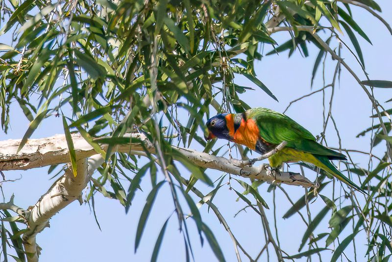 Red-collared Lorikeet