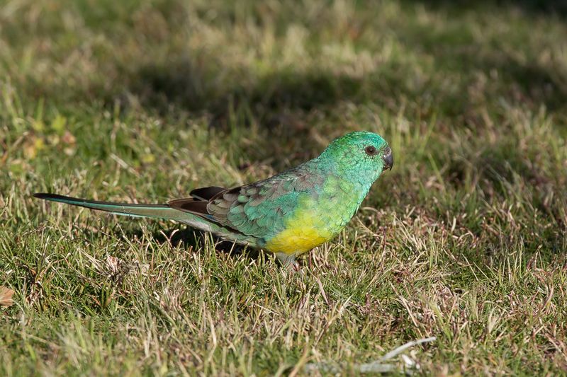 Red-rumped Parrot