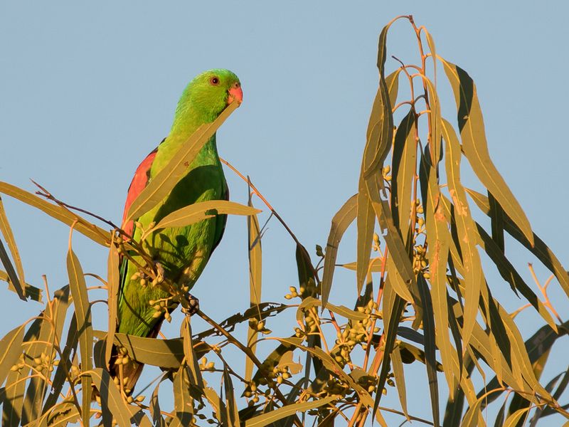 Red-winged Parrot (f)
