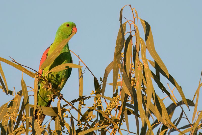 Red-winged Parrot (f)