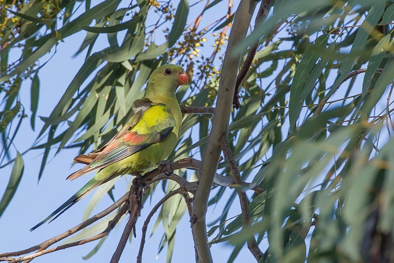 Regent Parrot (m)